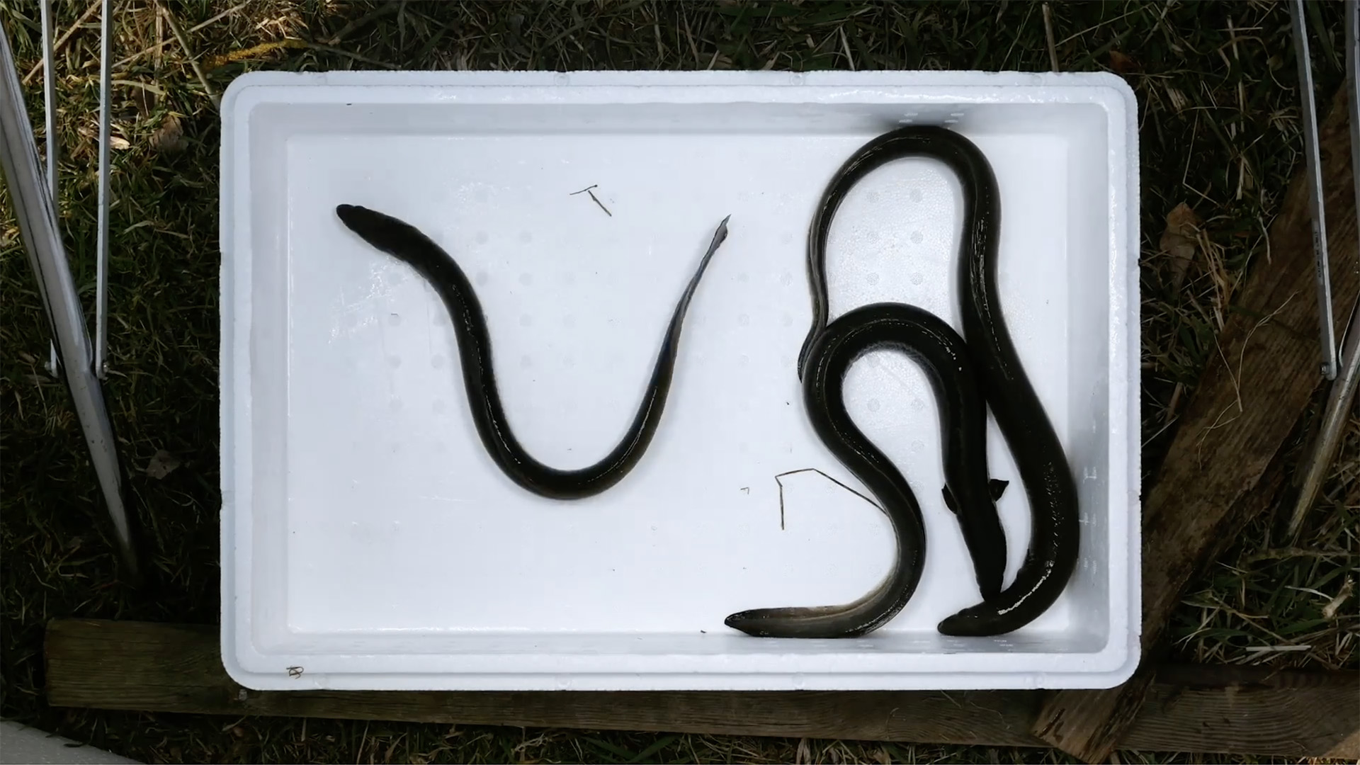 video-thumbnail-828000740